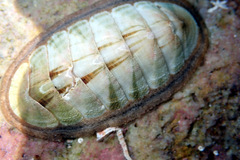 Ischnochiton contractus