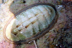 Ischnochiton contractus