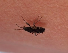 Euander lacertosus