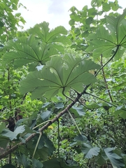 Cecropia polystachya