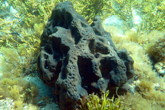 Psammocinia