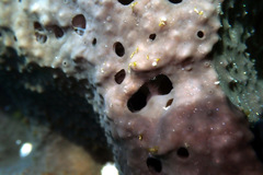 Psammocinia
