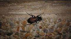 Carabus melancholicus