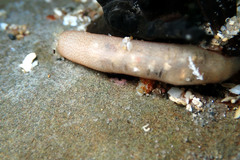 Leptosynapta dolabrifera