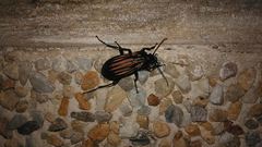 Carabus melancholicus