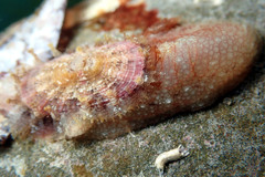 Amblychilepas oblonga
