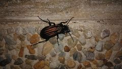 Carabus melancholicus