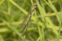 Caliagrion billinghursti