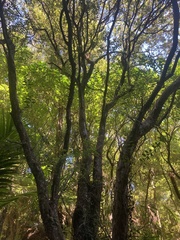 Metrosideros umbellata