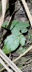 Tectaria polymorpha