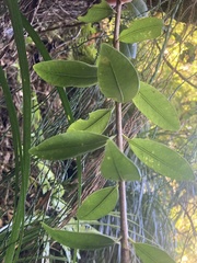 Metrosideros umbellata
