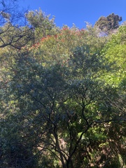 Metrosideros umbellata