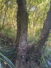 Metrosideros umbellata