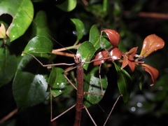 Candovia strumosa