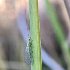 Mallada signatus