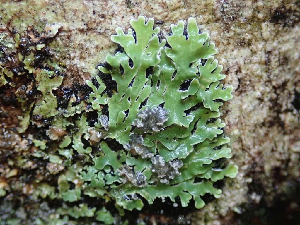 Pannaria durietzii