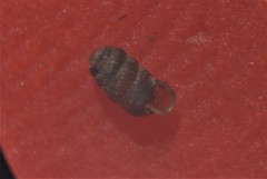 Truncatellina callicratis