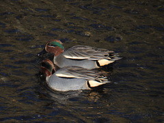Anas crecca