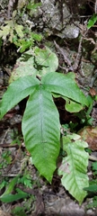 Tectaria polymorpha