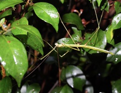 Candovia annulata