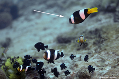 Amphiprion sebae