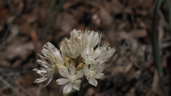 Allium amplectens