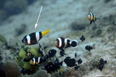Amphiprion sebae