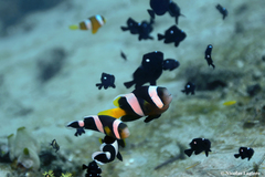 Amphiprion sebae