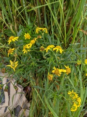 Senecio squalidus
