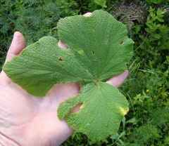 Pelargonium papilionaceum