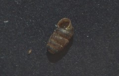 Truncatellina callicratis