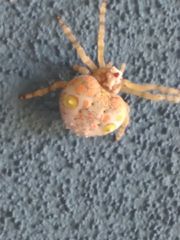 Ordgarius magnificus