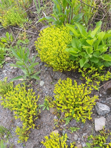 Sedum acre L.