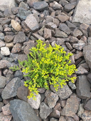 Sedum acre