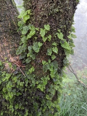 Hymenophyllum oligosorum