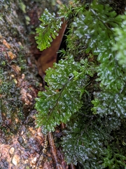 Hymenophyllum oligosorum