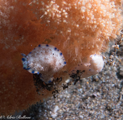 Dermatobranchus caeruleomaculatus