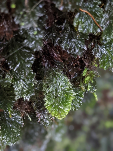 Hymenophyllum barbatum iNat (1)