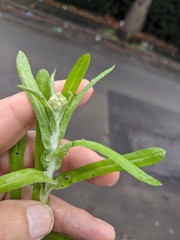 Helichrysum luteoalbum