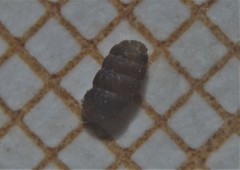 Truncatellina callicratis
