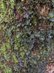 Hymenophyllum barbatum