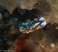 Hypselodoris zephyra