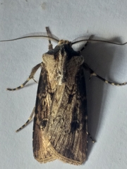 Agrotis longidentifer