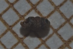 Truncatellina callicratis