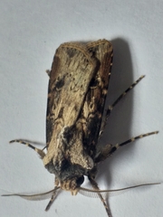 Agrotis longidentifer