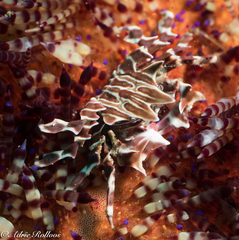 Zebrida adamsii