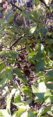 Viburnum mullaha