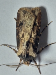 Agrotis longidentifer
