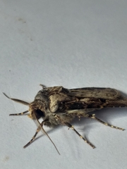 Agrotis longidentifer