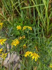 Senecio squalidus